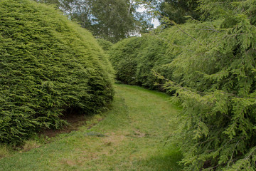 Fototapeta na wymiar Curving path between high hedges