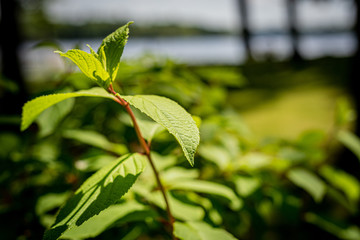 Obraz na płótnie Canvas Green Leaf In Maine During Summer