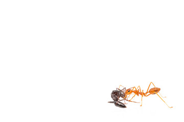 Ant action standing.Ants Work together isolate on white background