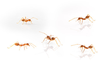 Ant action standing.Ants Work together isolate on white background