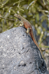 Male Hood lava lizard (Microlophus delanonis) on Suarez Point, Espanola Island, Galapagos National park, Ecuador, South America. The lizard is found only on Espanola Island.
