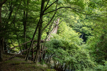 Obraz premium 奥祖谷二重かずら橋