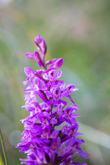 Orchis Purpurea, wild orchid in nature