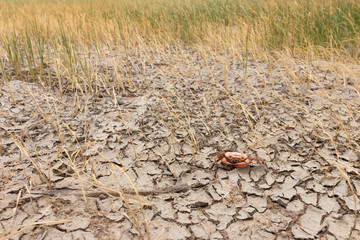 Dead crab on drought Pod,dry and cracked ground. Desert with rice field,Global warming background