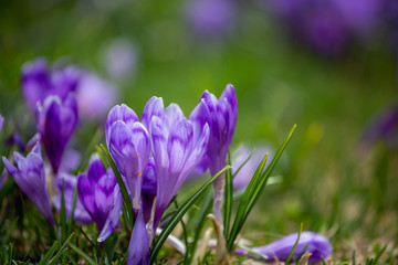 Crocus heuffelianus, beautiful flowers in the mountains