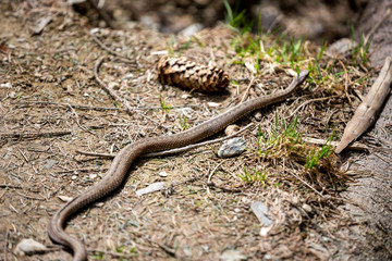 Vipera berus, common european adder