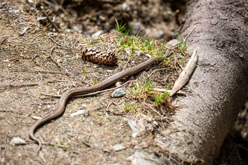 Vipera berus, common european adder