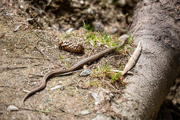 Vipera berus, common european adder