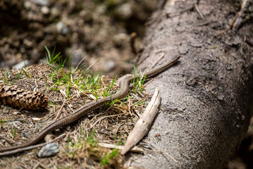 Vipera berus, common european adder