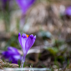 Crocus heuffelianus, beautiful flowers in the mountains