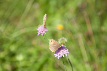 Großes Ochsenauge - Schmetterling (Maniola jurtina)