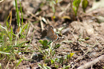 Hauhechel Bläuling Schmetterling Polyommatus icarus
