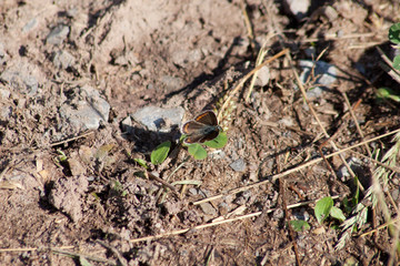 Hauhechel Bläuling Schmetterling Polyommatus icarus