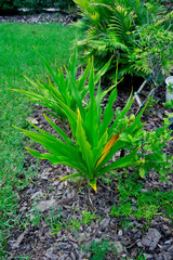 Diuranthera major (syn. Chlorophytum major) Plant