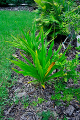 Diuranthera major (syn. Chlorophytum major) Plant