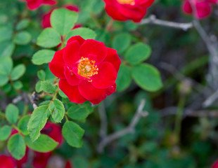 Red Rosa chinensis flower with green leaf