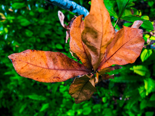 Brown Leave Plant with a Green Background