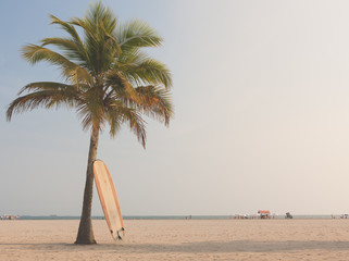 Longboard surfboard leaning against a coconut tree by the sea