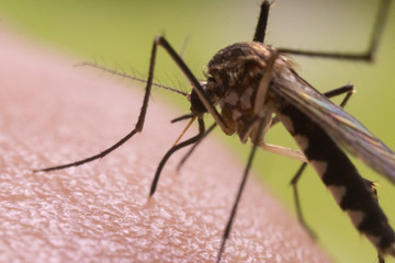 Aedes aegypti Mosquito. Super macro close up a Mosquito sucking human blood,