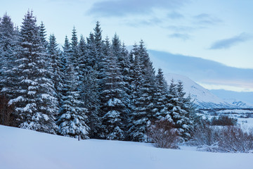 Pine trees amid the snow