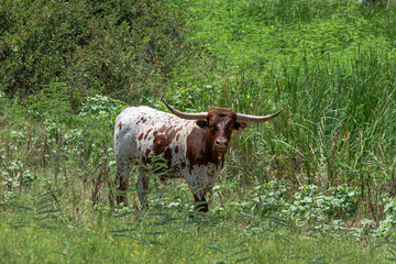 Brown and white Longhorn bull in an overgrown pasture
