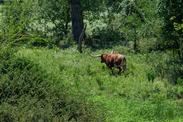 Brown Longhorn bull with long, curved horns in woods