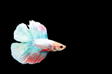 Wild betta fish, siamese fighting fish on black background