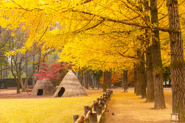  Autumn in Nami island South Korea