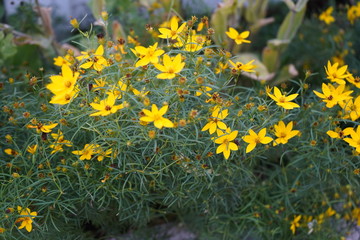 yellow flowers