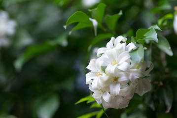 Orange Jessamine,Murraya paniculata