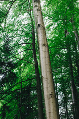 Fototapeta premium Zakopane