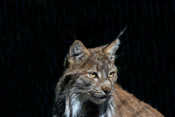 The Canada lynx (Lynx canadensis) is a species native to North America.