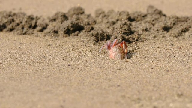 Ghost crab crawling in the sand disappearing into a hole in Nuqui, Colombia