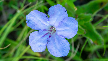 Blue - Purple flower with Ants