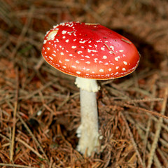 beautiful, red inedible mushroom, fly agaric, in the forest among the dry needles, close-up, square