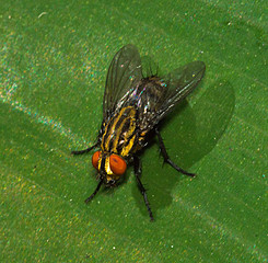 Mosca