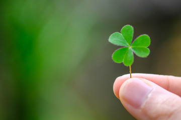 Fototapeta na wymiar Green clover leaf isolated on white background. with three-leaved shamrocks. St. Patrick's day holiday symbol.