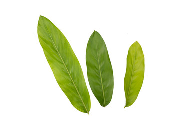 Green leaf of Galanga tree isolated on white background