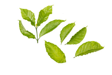Naklejka na ściany i meble Arabica coffee leaf on a white background