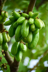 green pepper on tree