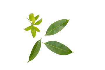 plum mango leaf isolated on white background