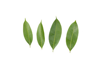 plum mango leaf isolated on white background