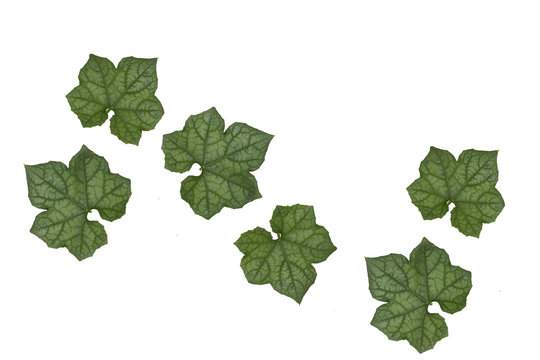 Sponge Gourd green leaf isolate on white background