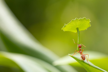 Ant action standing.Ant carry umbrella for protection,Concept team work together protection