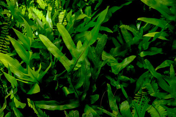 Asiatic Leaves - Green Leaf on dark black background, Water drop on Asiatic pennywort, Centella asiatica, Medical herb concept, natural green plants under sunlight using for background or wallpaper.