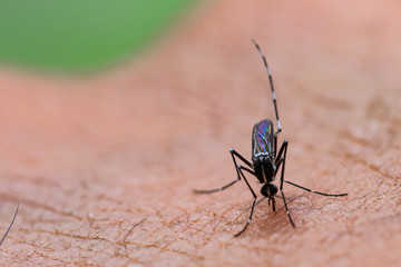 Aedes aegypti Mosquito. Close up a Mosquito sucking human blood,