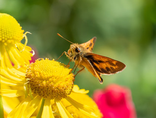 A Woodland Skipper Butterfly (Ochlodes sylvanoides) perched on a yellow flower (Helenium)