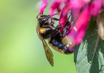 Queen Nevada Bumble bee (Bombus nevadensis) on a Bee Balm flower (Monarda)