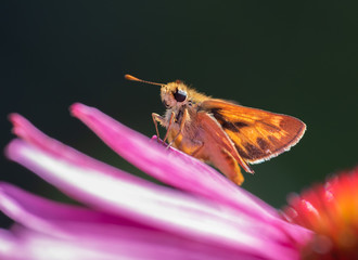 A Woodland Skipper Butterfly (Ochlodes sylvanoides) perched on a pink flower petal