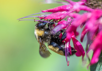 Queen Nevada Bumblebee (Bombus nevadensis) on a Bee Balm flower (Monarda)